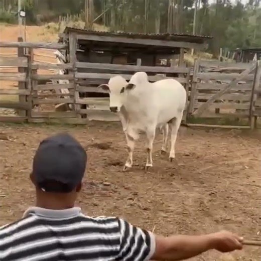 CHAMANDO O MARRUCO PRA SERINGA #SHORTS