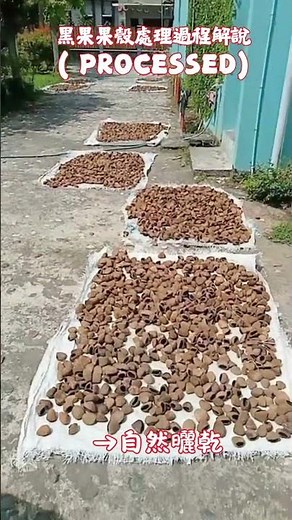 黑果果殼處理過程~ 嚴謹處理 手作DIY工藝材料Natural panji Shells Eco-Friendly DIY Craft Material Handmade Supply