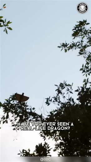 Draco Volans 🐉 The Lizard That FLIES! It spreads its colorful wings and glides between trees. Tiny, fast, and straight out of a fantasy movie. A real dragon — just smaller. #dracovolans #wildlife #animalfacts #1minuteanimals | 1 Minute Animals