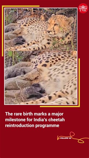 In a major breakthrough for India’s cheetah reintroduction programme, the first Indian-born female cheetah has given birth to five cubs at Madhya Pradesh’s Kuno National Park (KNP), marking a historic milestone in the country’s conservation efforts. Sharing the historic development on X on Thursday, the Union Minister for Environment, Forest and Climate Change Bhupender Yadav posted visuals of 33-months-old female cheetah Mukhi and her newborn cubs. | The New Indian Express