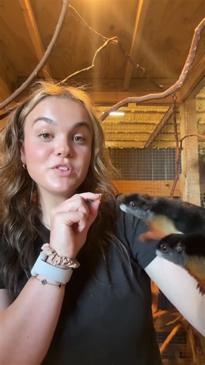 Kamy Grant on Instagram: "Prevost squirrels"