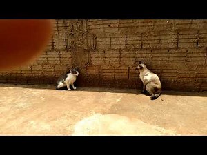 cruzamento de gatos