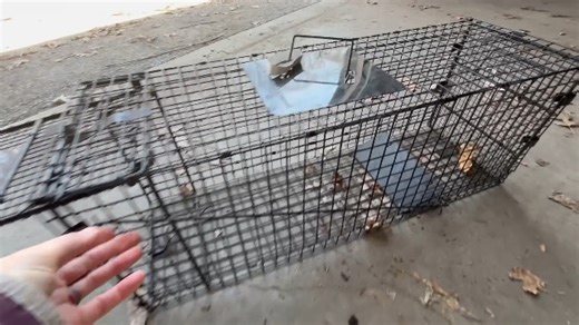 Watch Honest Review Of Live Trap on Amazon Live