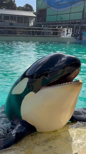 Born on Valentine’s Day and loved every single day since. 💙 We asked the orca crew to describe Makani in their own words. The result? A pretty special look at the personality behind the youngest member of our pod. Happy 13th Birthday, Makani. 🖤🤍🖤 | SeaWorld San Diego