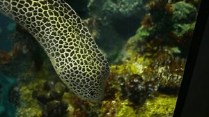 Laced Moray Leopard Moray Eel Aquarium Stock Footage Video (100% Royalty-free) 3757529959 | Shutterstock