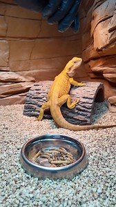 Pikachu having spaghetti for a slight hydration. She isn’t allowed to eat the full plate, realistically only 1/3 of the plate. - #beardeddragon #beardeddragons #beardeddragonsofintstagram #beardeddragonsofig #beardeddragonlove #beardeddragonlife #dragon #reptile #pokemon #reptilereels #reel #howto #Reptiles #ReptileLove #ReptileLife #ReptileCommunity #Herpetology #LizardLife #Terrarium #HerpNation #ReptileEnthusiast #ReptileCare #ReptilePhotography #PetReptiles #ReptileAdventures #ReptileWorld |