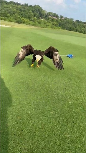 Bald Eagle Lands On Golf Green Beside Golf Ball