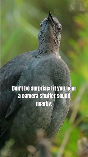 The animal that mimics everything ! (Lyrebird) #animals #lyrebird #wildlife