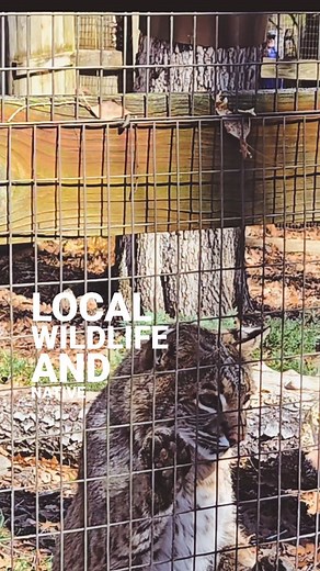 It is March, and that means the #woodlandsnaturestation in #lbl is open again for the season! #naturelovers #landbetweenthelakes #nationalrecreationarea #lakebarkley #kylake #kentuckylake #nativeplants #localwildlife #educational #explorekentuckylake #lakinitwithlydia | Explore Kentucky Lake