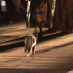 18M views · 26 reactions | WATCH: This feline owned the "catwalk" on Monday! The cat crashed the Christian Dior Cruise show in Marrakech, Morocco. Take a look: | CBS Newspath | Facebook