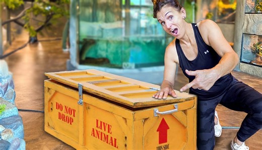 The rare lizard donation that reshaped the zoo’s plans