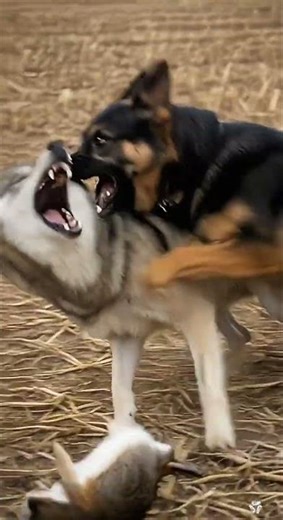 Hero Dog Fights Wolf to Save Helpless Rabbit
