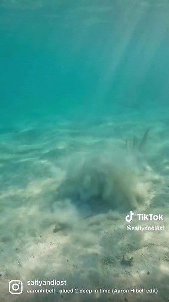 The shovelnose rays is a sight to behold. It’s body resembles a shark but it is in fact a stingray. One of the best places to view these beauties in their natural habitat is 📍Heron Island. You can see them from walking along the shoreline but the best way to experience them is below the surface. Despite their size and appearance shovelnose rays are completely harmless because they don’t have any barbs to defend themselves with. #queensland #visitqueensland #explorequeensland #greatbarrierreef #