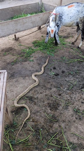 Royal snake non-venomous 🫢😱👏👍💯