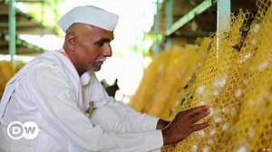 Sericulture: Hope for farmers in the face of drought