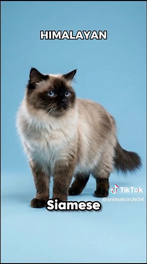 Exploring Siameses: Hybrid Cats Across Breeds