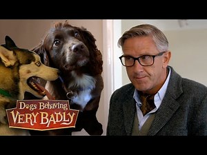 Out Of Control Dogs | Dogs Behaving Very Badly