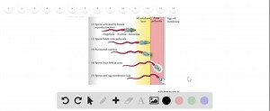SOLVED:What characterizes the acrosomal reactions? a. The sperm degrades the outermost layer of the egg to penetrate it. b. motility of the sperm c. fusion of the egg and sperm d. breakdown of the envelope covering the sperm head