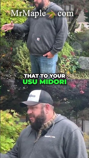 An Easy Choice!!! Acer palmatum 'Celebration'