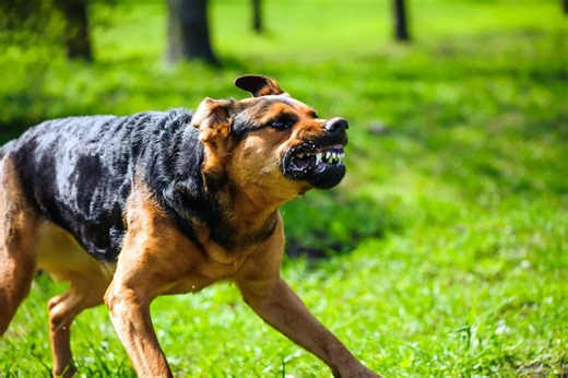 How should you handle an aggressive dog? Canine trainers explain