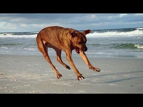 🤣 Animals Funny Moments 🐱🐶 the Best Funny Animals Moments