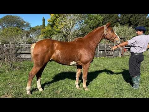 Caballo Alazan liberal de trabajo para entendidos $3.300.000 LOSEQUINOS.COM
