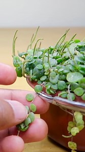 Terrarium build #terrarium #terrariumplants | The Urban Nemophilist