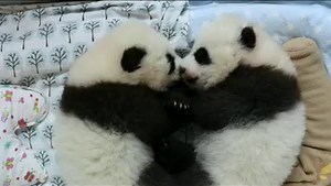 49K views · 1.7K reactions | PANDA NEWS! What do you call a pair of pandas? Zoo Atlanta are asking the public to help them name these 11 week old giant panda cubs. | BBC Breakfast | Facebook