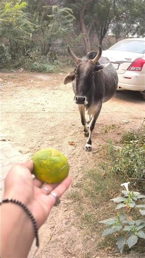 आजाओ प्यारी गईया 🎁🌳😋#gaumata #trending #viral #mahadev #shortsfeed #animals #cow #calf #bull #baby