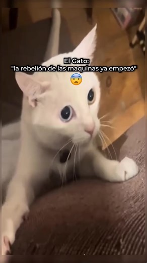 #cat #jajaja #terminator