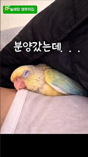 🌻분양 첫날부터 적응완료 #앵무새 #parrot #birds #코뉴어#아기새 #분양