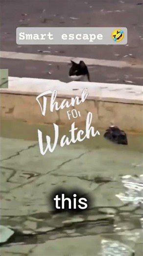 This Bird Just Outsmarted a Cat 😂🐦