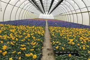 Greenhouse disease and insect management recommendations for 2024