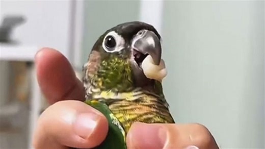 Dr Parrot! Bird helps remove young boy's tooth