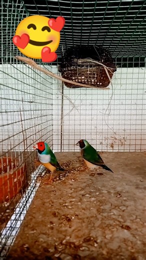 Sweet Voice of Golden Finch Indian Bird #viralvideo #animals