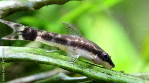 Aquarium fish Otocinclus affinis, catfish eats algae that grow on a cryptocoryne leaf, macro view.