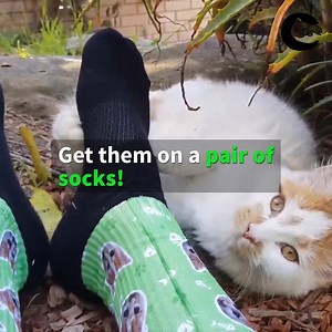 42K views · 144 reactions | Your cat's face. On a pair of socks  Did you know that every purchase made on our store provides meals and toys for shelter cats in need?  Each pair of custom socks feeds 5 shelter cats who are desperately in need. Help to feed a hungry kitty today, and get custom socks completely unique to your cat! Get Yours - https://catsoncatnipshop.com/Socks | Cats on Catnip | Facebook