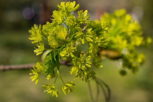 Gibberellins and Gibberellic Acid - Biology Online Tutorial