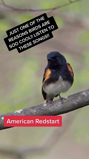 Birds Singing in Spring: Understanding their Melodies