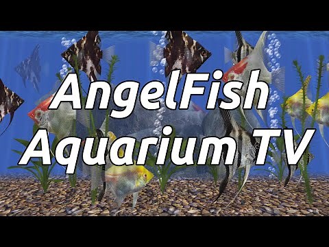 AngelFish Aquarium TV - 3D Live App for Android