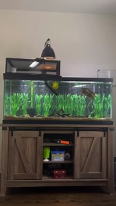 Maintaining a clean and crystal clear turtle tank is achievable by using these simple steps! Share this video with a turtle owner who needs to know too. #petturtle #cleantank #turtletank | AQUATIC REALM