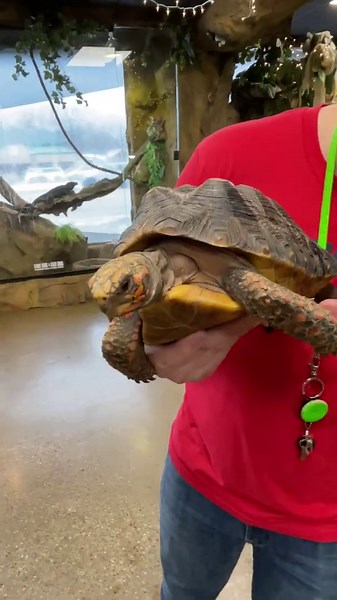 The Differences Between Tortoises Turtles