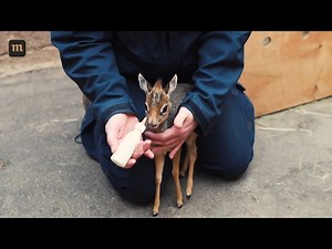 Антилопа-сирота Танос