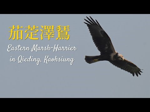 茄萣澤鵟4K|Eastern Marsh-Harrier in Qieding, Kaohsiung