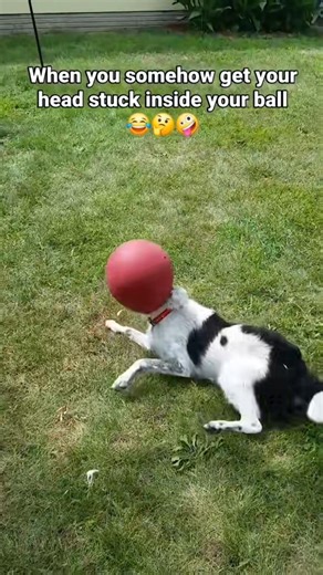 Head First Into Trouble 🎾😂 #cutedogshorts #funny #dogfriends