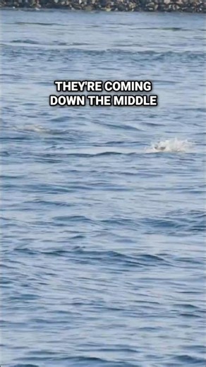 Cape Cod Canal Fishing: Gear Up for BIG Fish (Must-Know Tips!) #tips