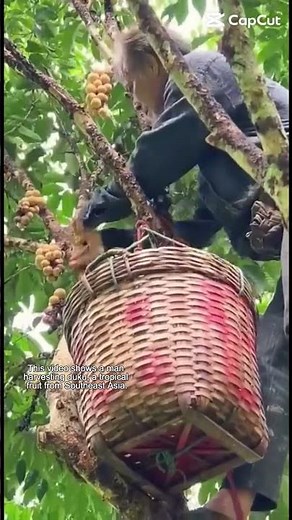 Duku The Juicy Fruit of Southeast Asia