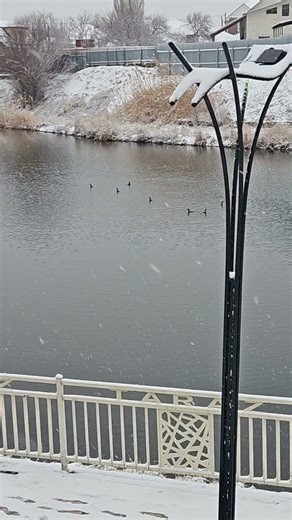 Snowy Day with Migrating Birds ❄️🕊️