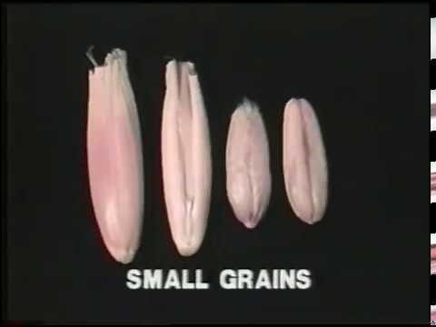 Crop Plant Classification and Identification