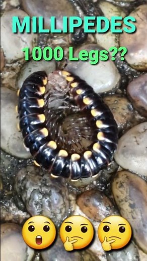 How many legs does Millipede have? | Does a Millipede actually have 1000 legs? |